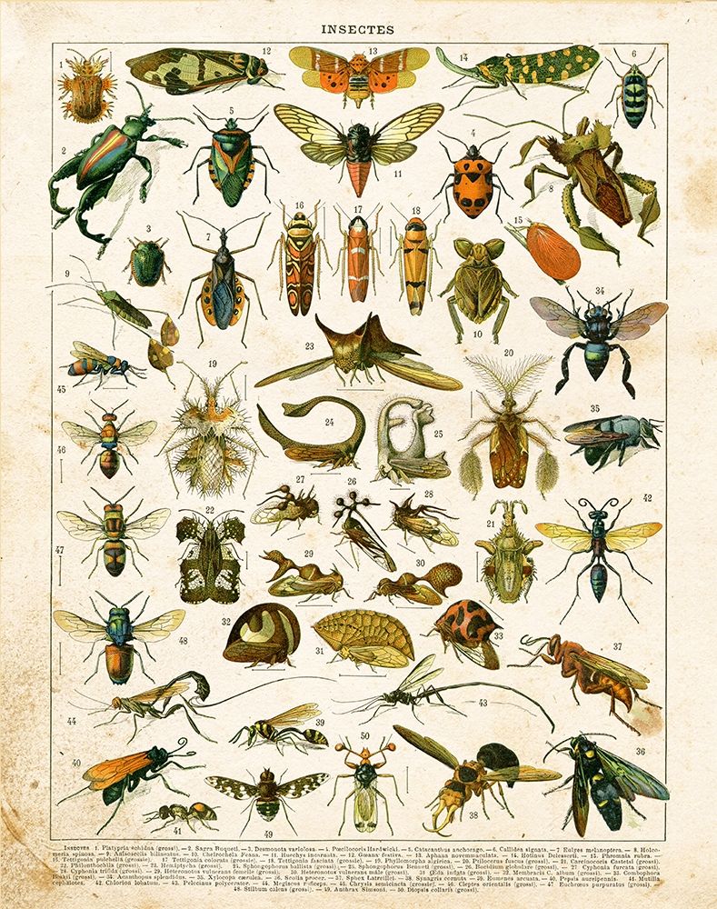 Bug Chart II art print by Gwendolyn Babbitt for $57.95 CAD