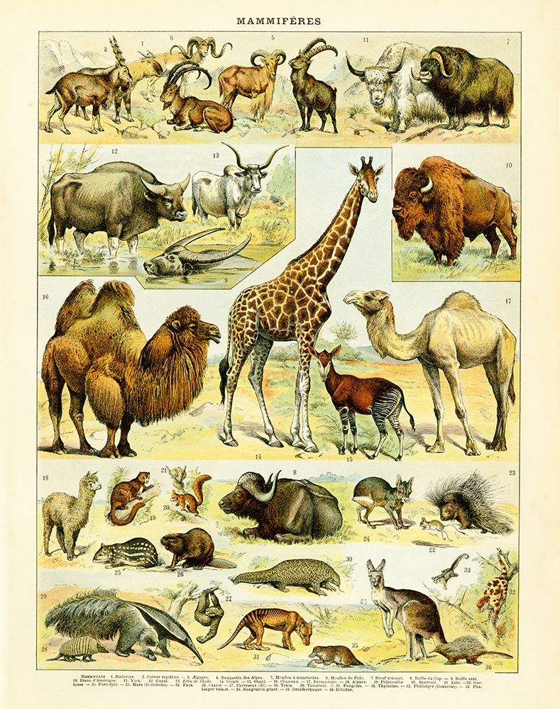 Animal Chart I art print by Gwendolyn Babbitt for $57.95 CAD