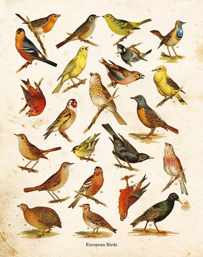 Bird Chart I art print by Gwendolyn Babbitt for $57.95 CAD