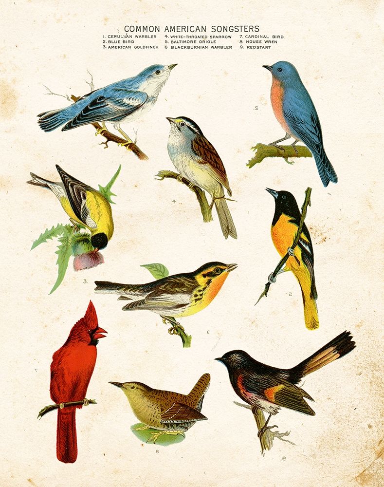 Bird Chart II art print by Gwendolyn Babbitt for $57.95 CAD