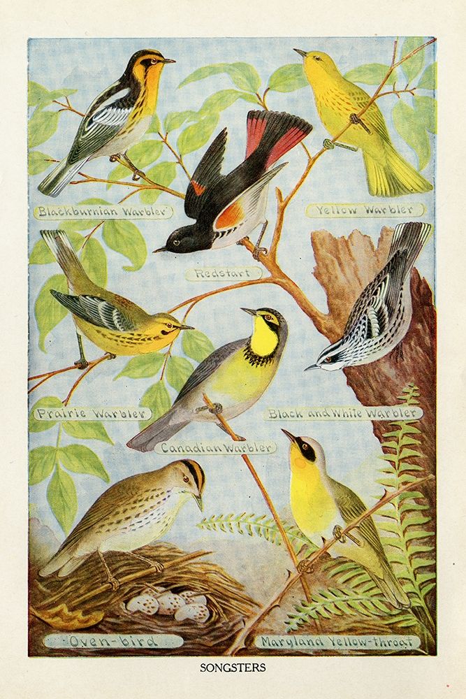 Bird Chart III art print by Gwendolyn Babbitt for $57.95 CAD