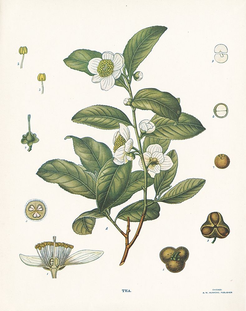 Tea Botanical art print by Gwendolyn Babbitt for $57.95 CAD