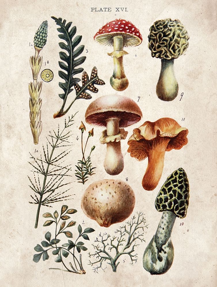 Mushroom Chart I art print by Gwendolyn Babbitt for $57.95 CAD