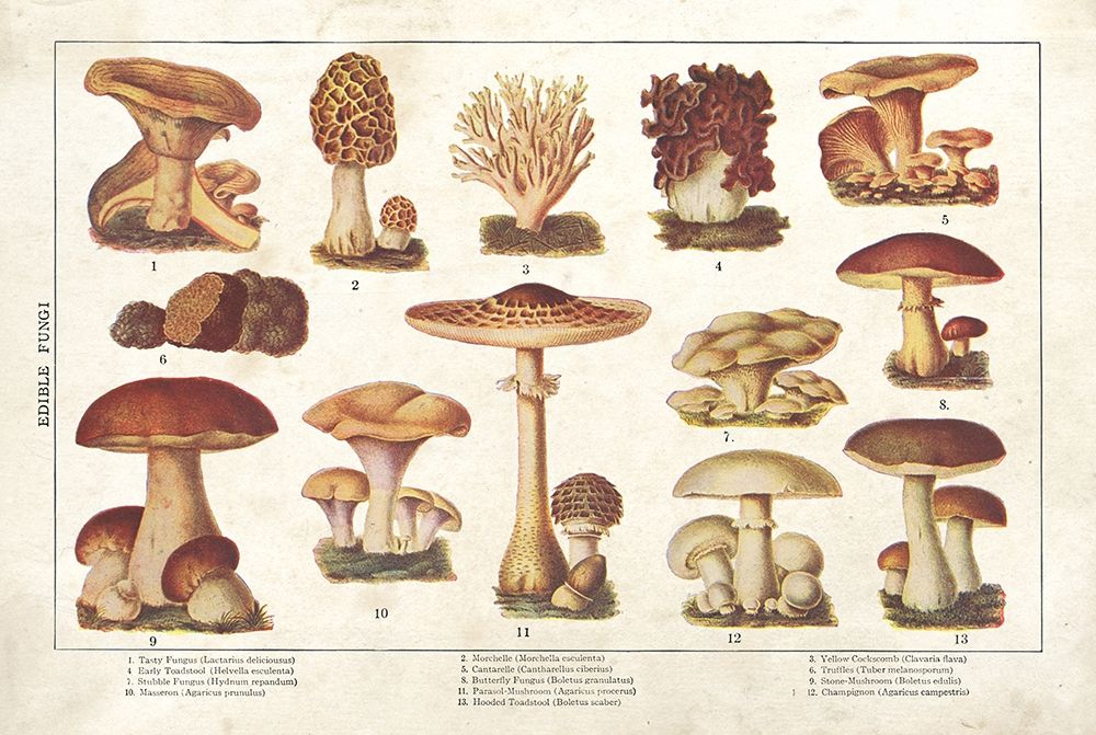 Mushroom Chart II art print by Gwendolyn Babbitt for $57.95 CAD