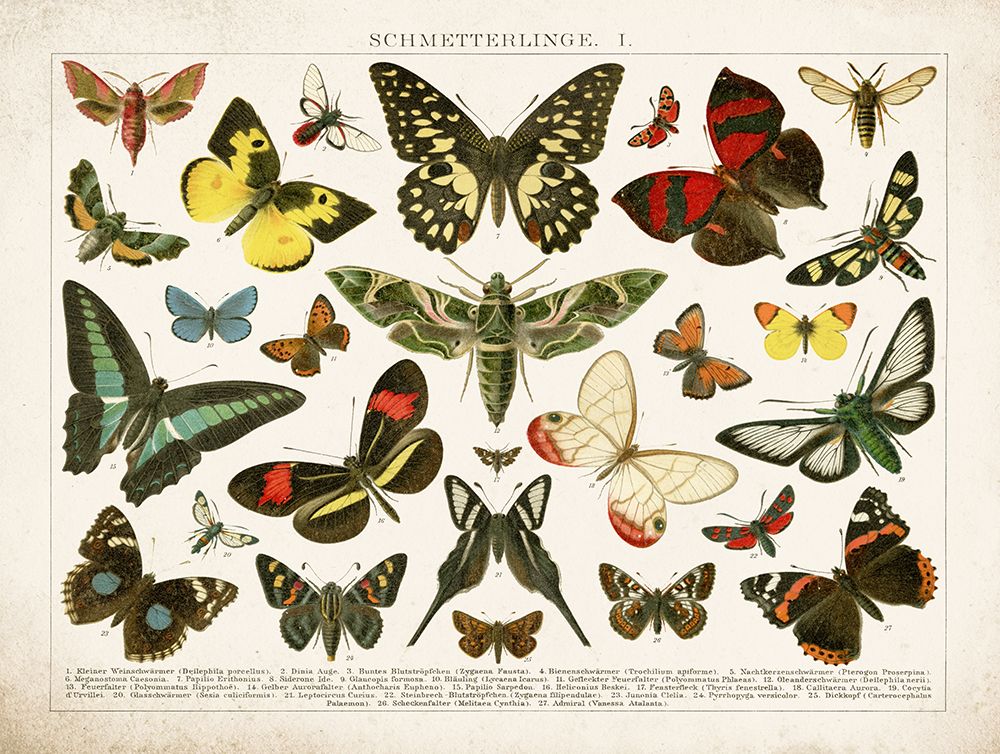 Butterfly Chart art print by Gwendolyn Babbitt for $57.95 CAD