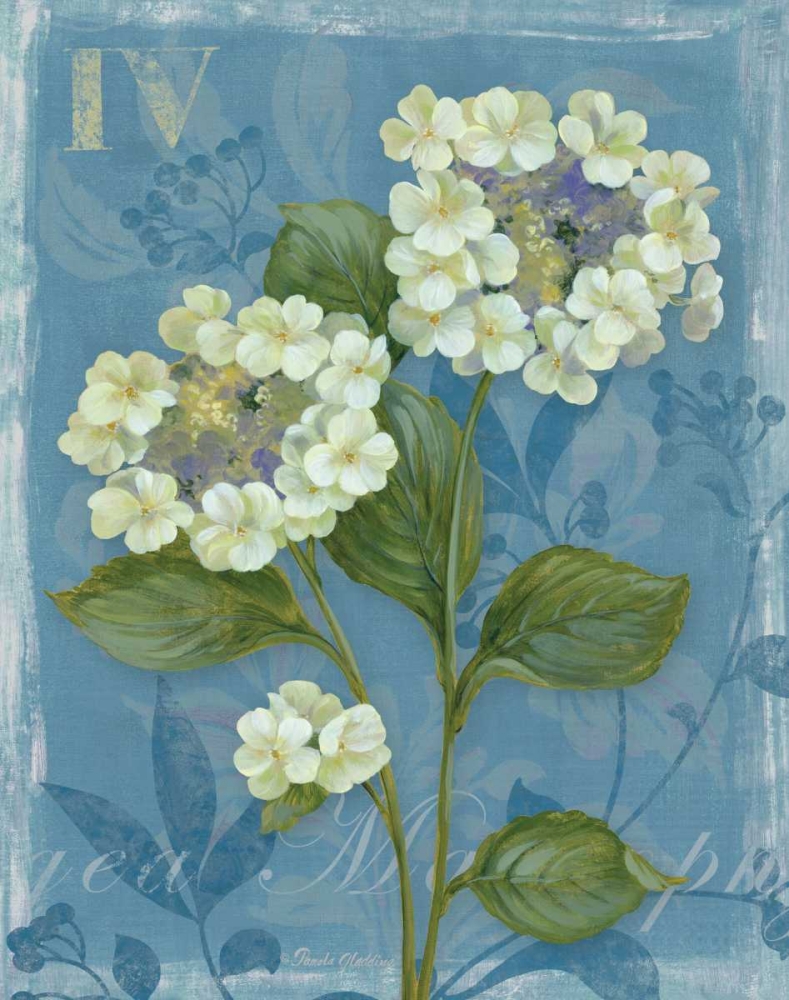 Lace Hydrangea art print by Pamela Gladding for $57.95 CAD