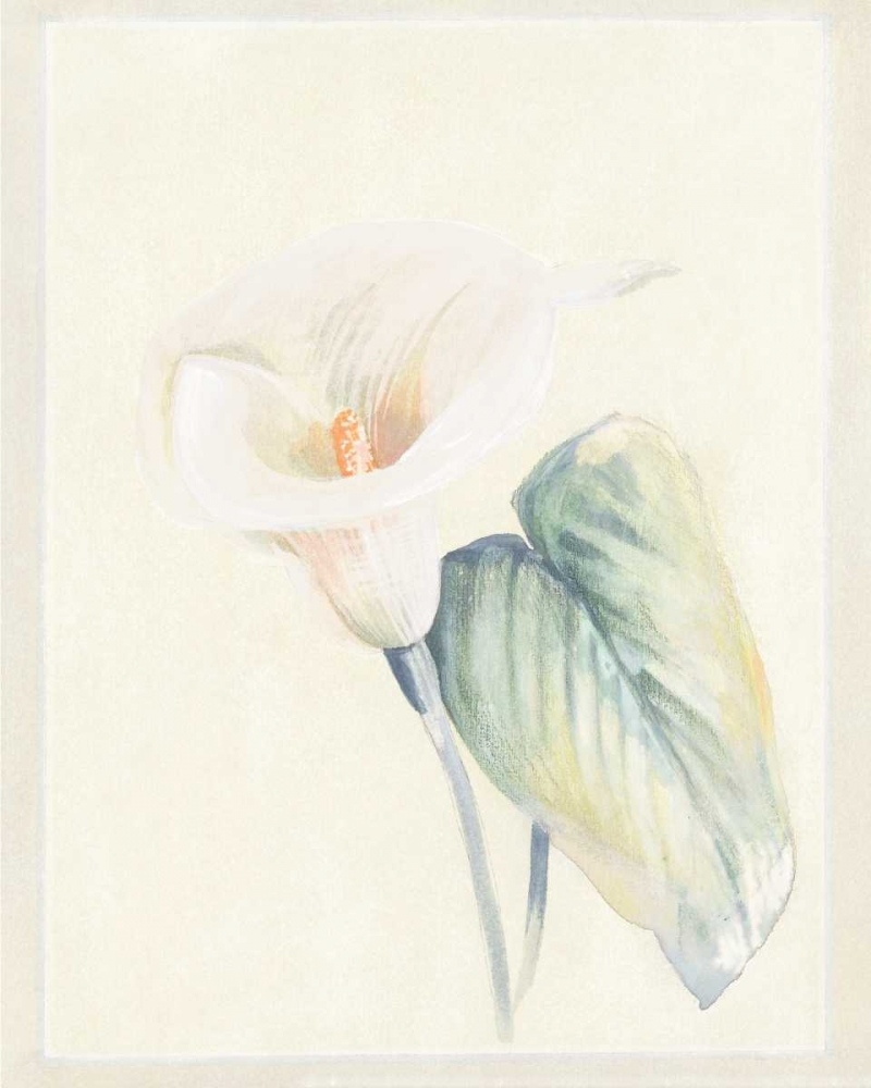 Calla Lily II art print by Paul Hargittai for $57.95 CAD