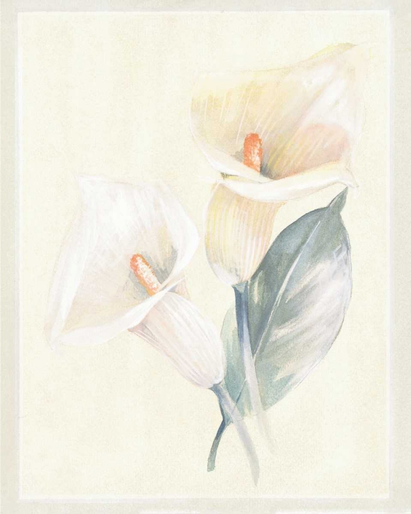 Calla Lily IV art print by Paul Hargittai for $57.95 CAD