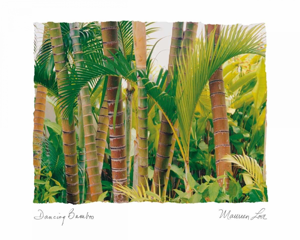 Dancing Bamboo art print by Maureen Love for $57.95 CAD