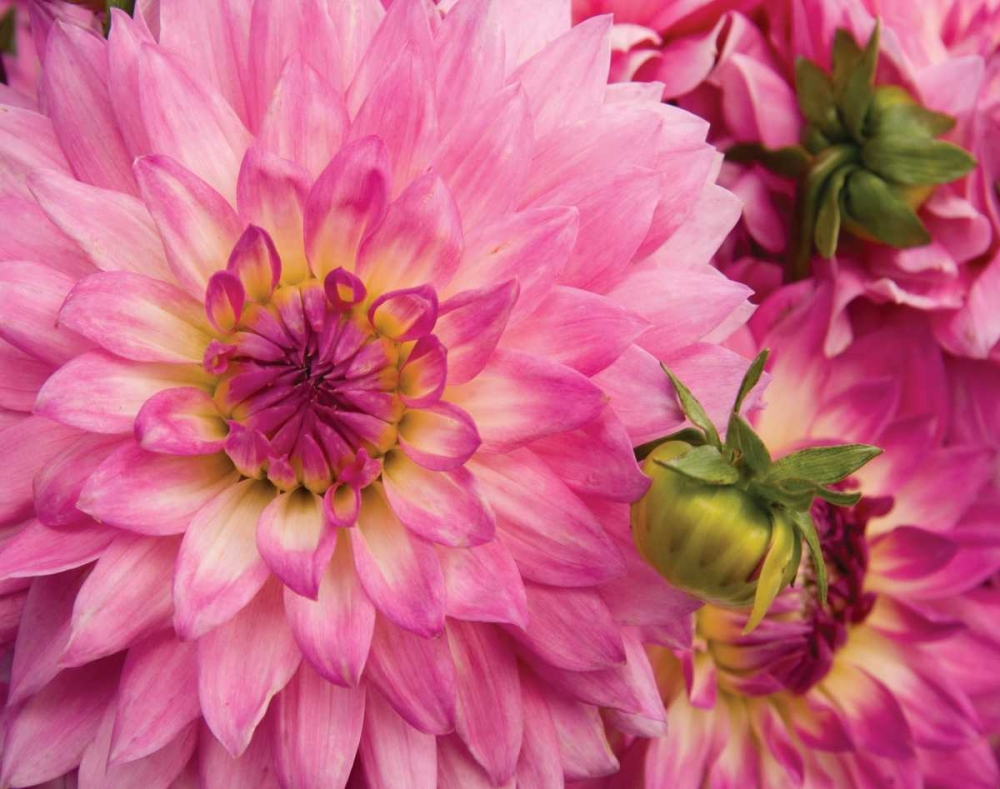 Pink Dahlia art print by Maureen Love for $57.95 CAD