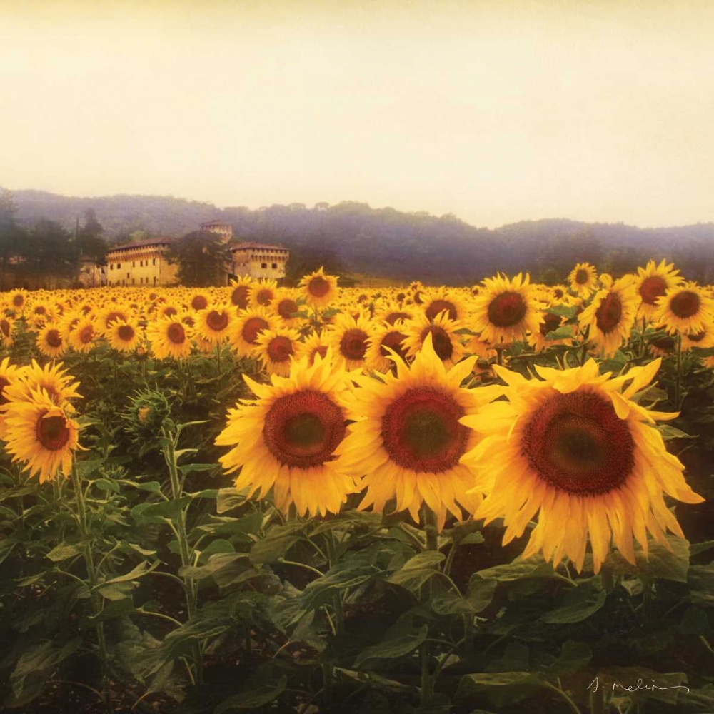 Tuscan Sunflowers art print by Amy Melious for $57.95 CAD
