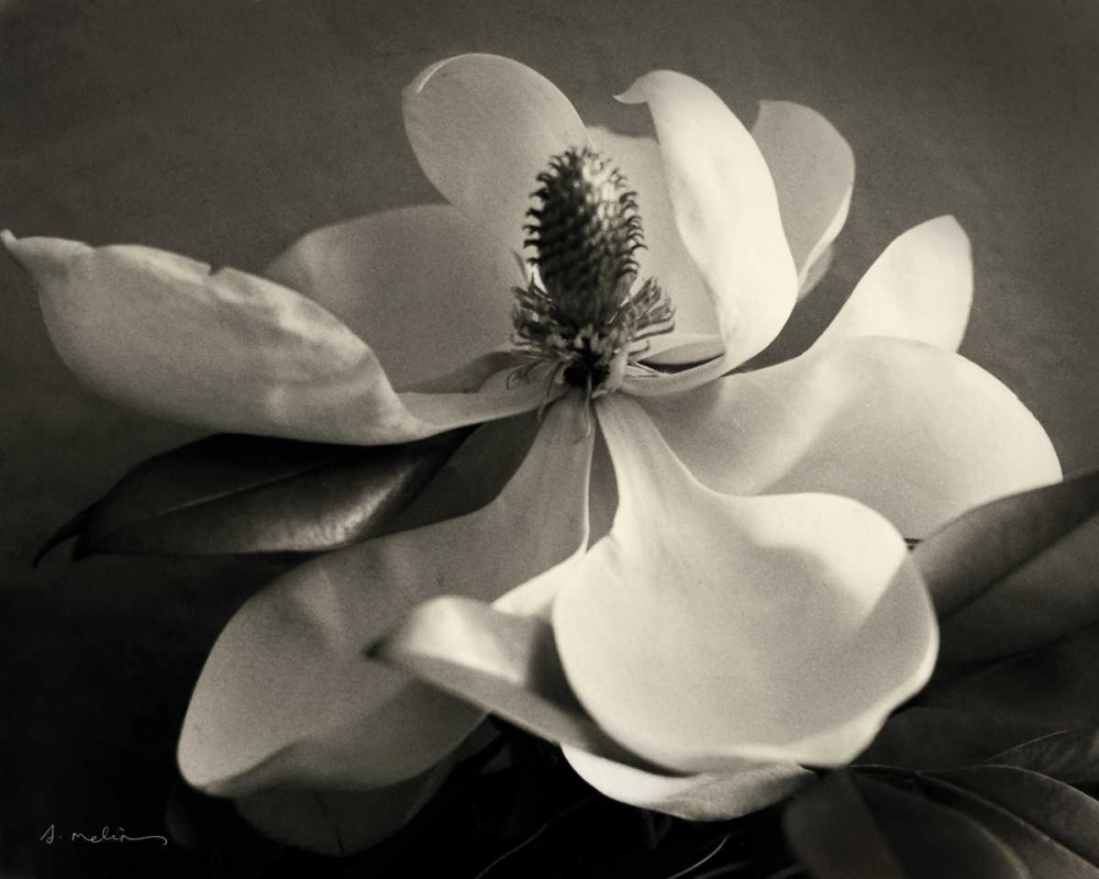 Magnolia Bloom art print by Amy Melious for $57.95 CAD