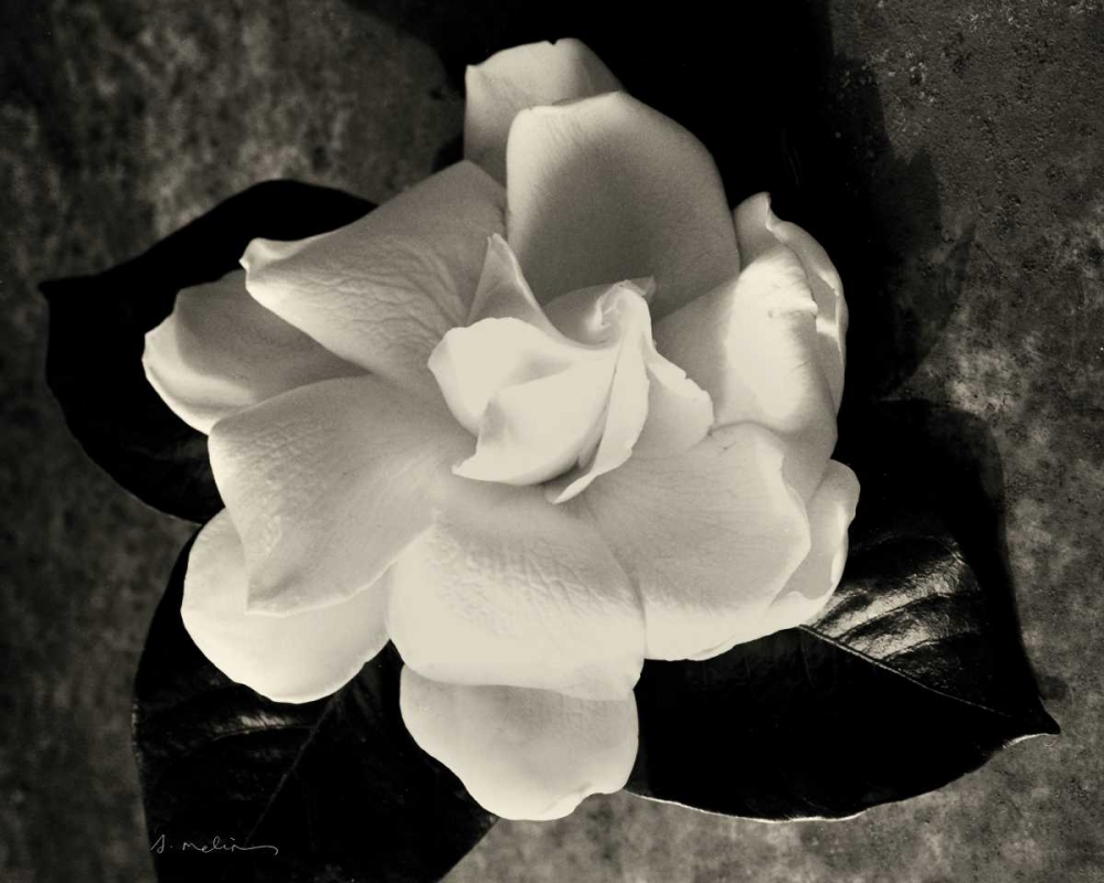 Gardenia Bloom art print by Amy Melious for $57.95 CAD