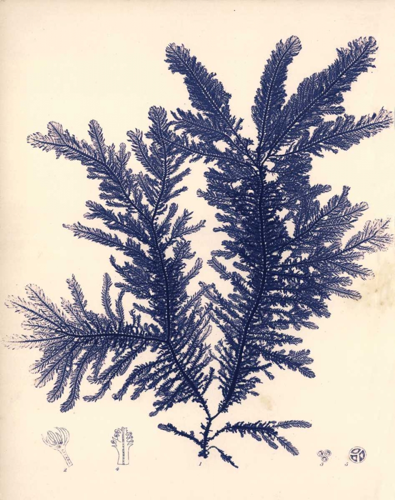 Blue Botanical Study IV art print by Kimberly Poloson for $57.95 CAD