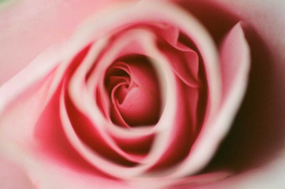 Pink Rose art print by Erin Berzel for $57.95 CAD