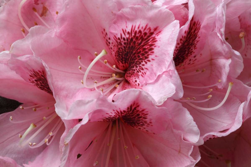 Pink Rhododendron II art print by Rita Crane for $57.95 CAD