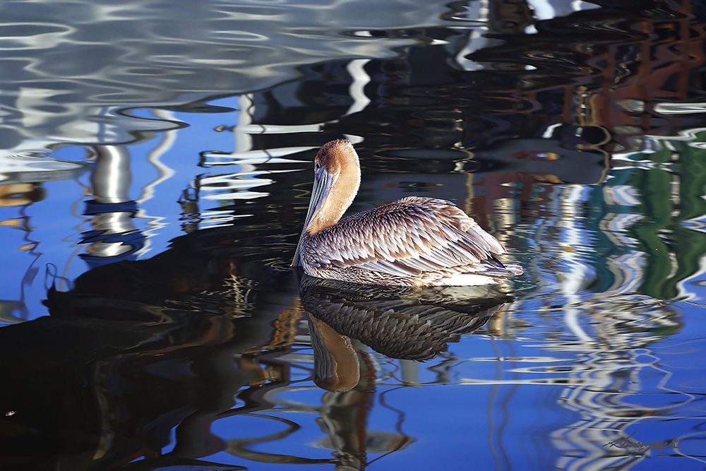 Reflections And a Pelican art print by Alan Hausenflock for $57.95 CAD