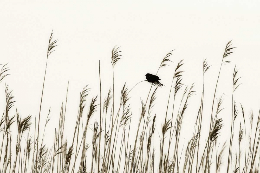 Bird in the Grass I art print by Alan Hausenflock for $57.95 CAD