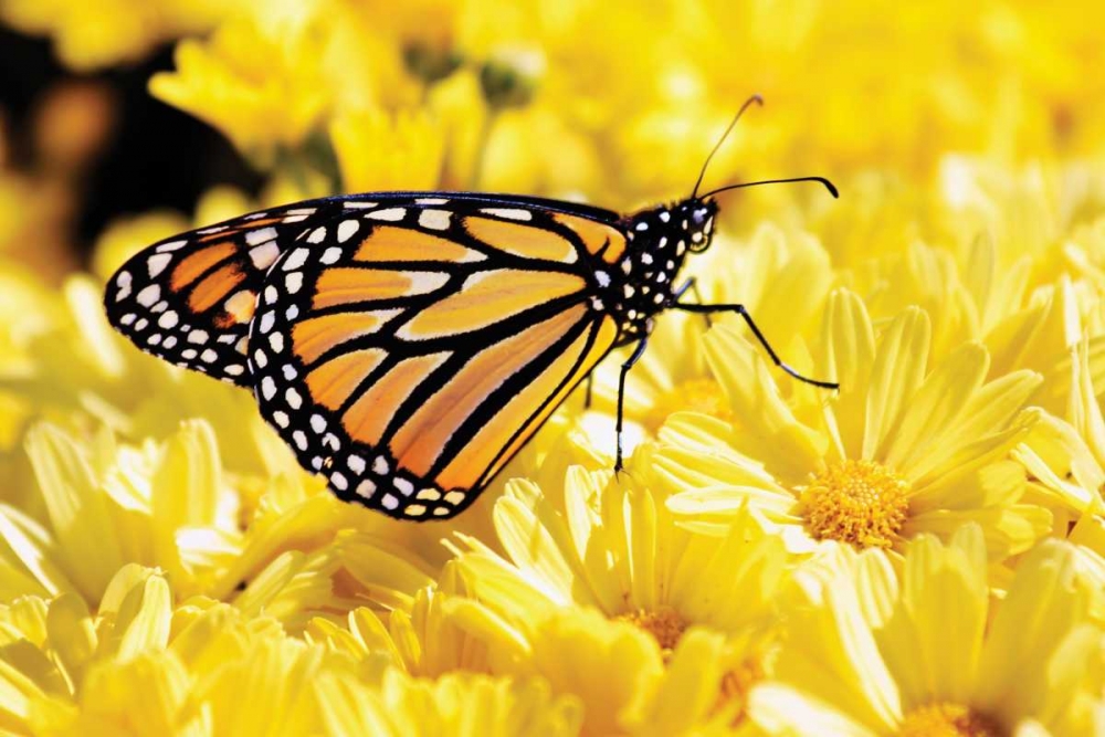Monarch on Chrysanthemums art print by Alan Hausenflock for $57.95 CAD