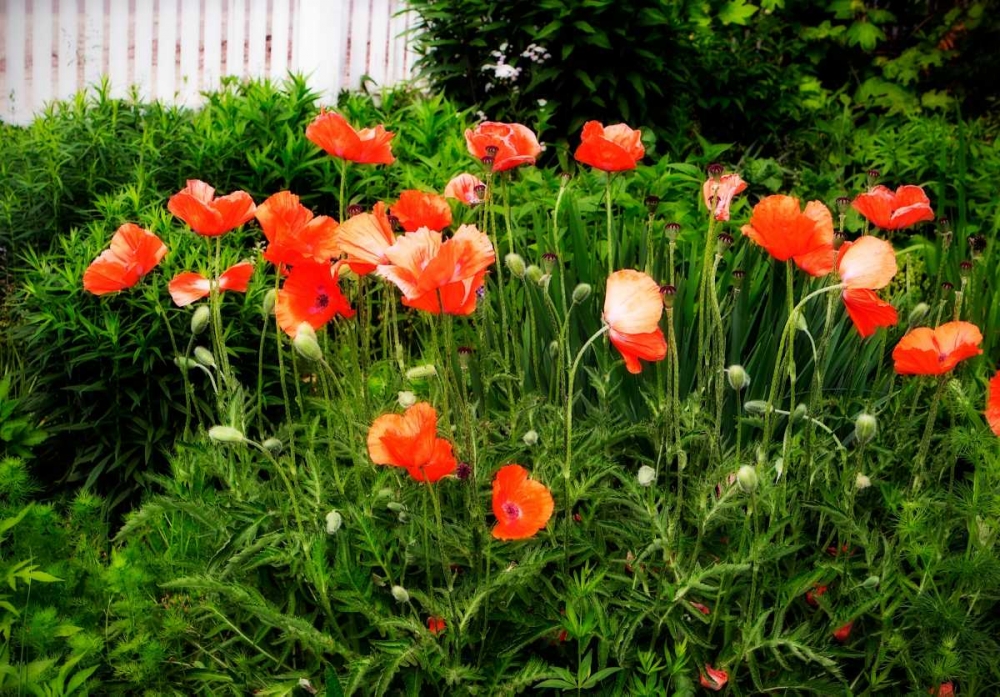 Poppies I art print by Alan Hausenflock for $57.95 CAD