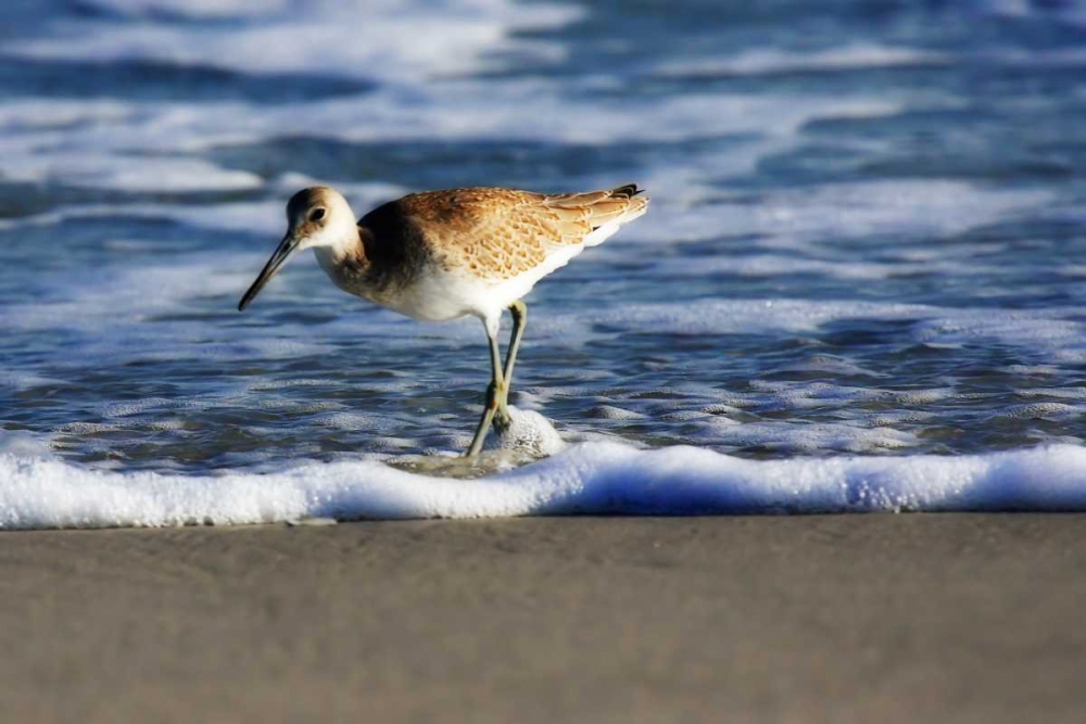 Sandpiper in the Surf III art print by Alan Hausenflock for $57.95 CAD