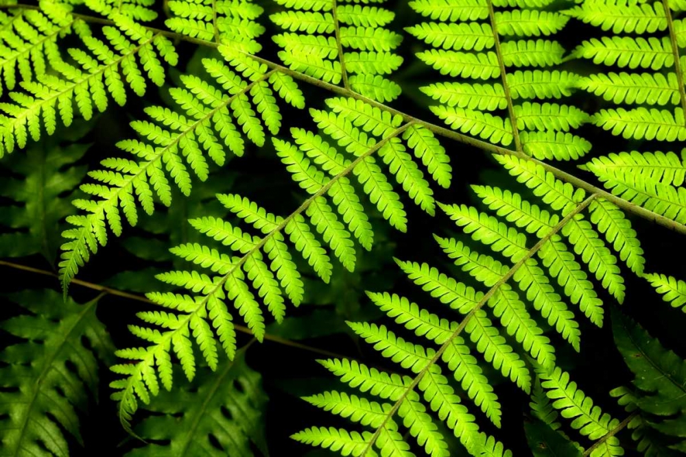 Fern Patterns art print by Larry Malvin for $57.95 CAD