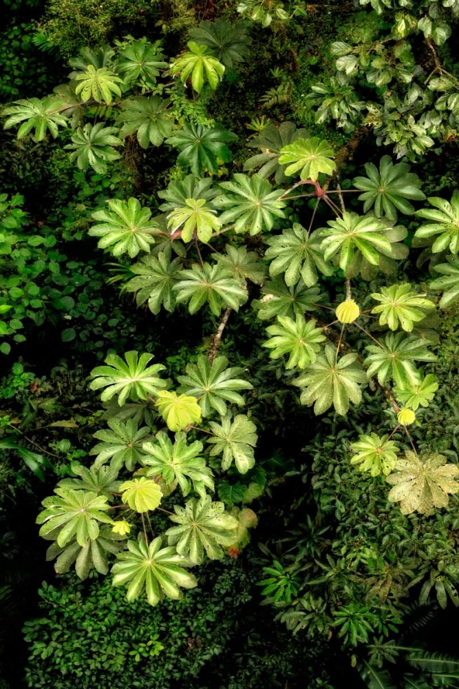 Cloud Forest Foliage II art print by Larry Malvin for $57.95 CAD