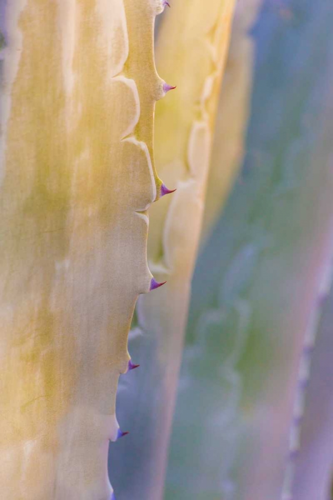 Agave II art print by Kathy Mahan for $57.95 CAD