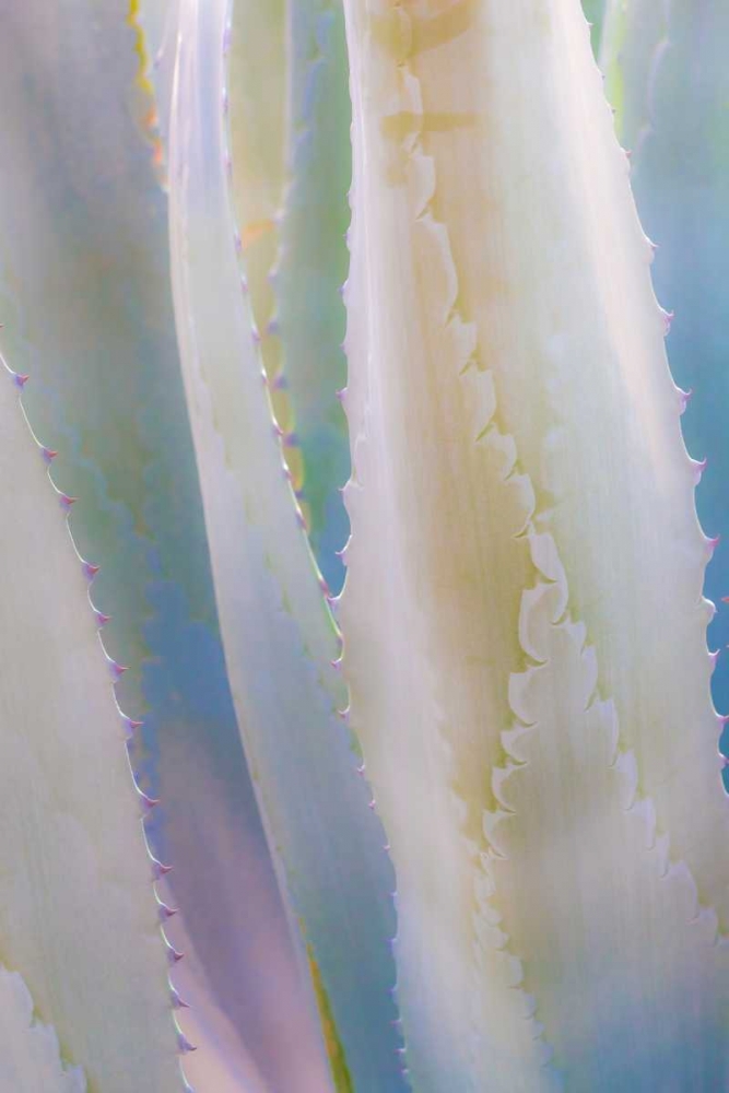 Agave IV art print by Kathy Mahan for $57.95 CAD