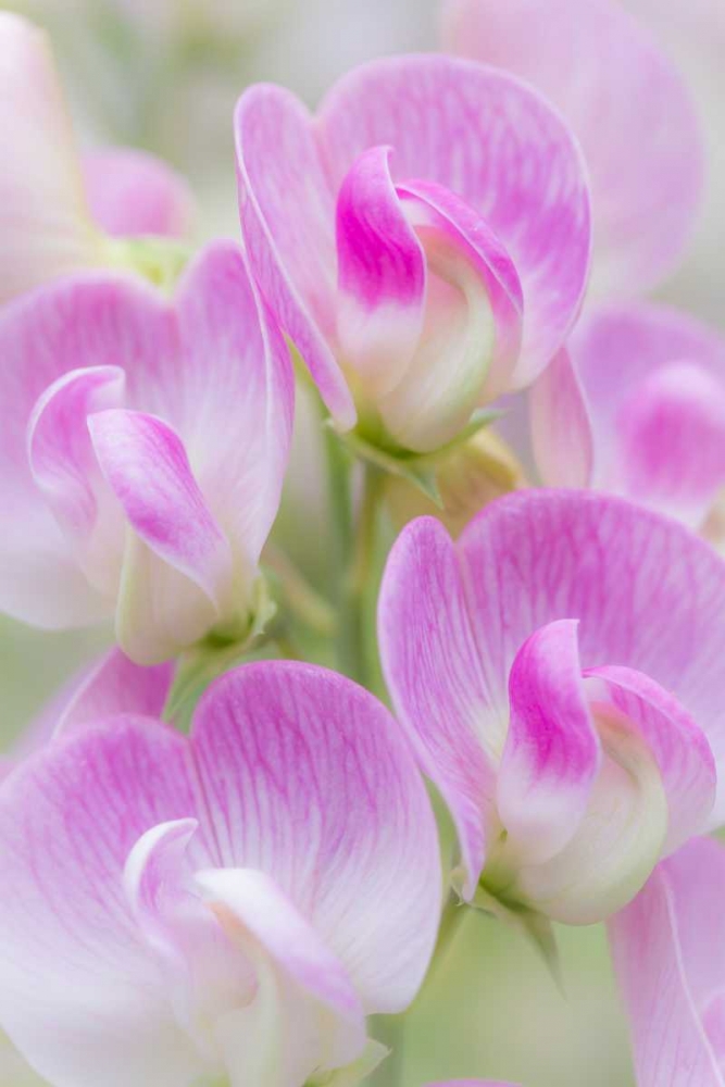 Sweet Pea Blossoms II art print by Kathy Mahan for $57.95 CAD