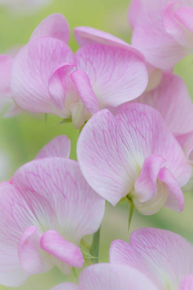 Sweet Pea Blossoms III art print by Kathy Mahan for $57.95 CAD