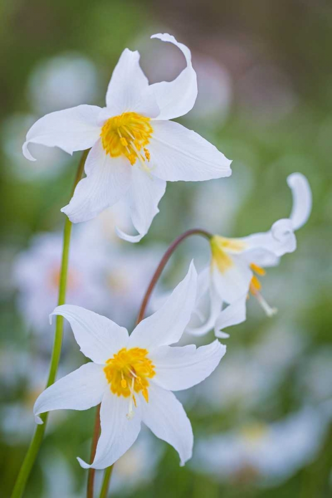 Avalanche Lily I art print by Kathy Mahan for $57.95 CAD
