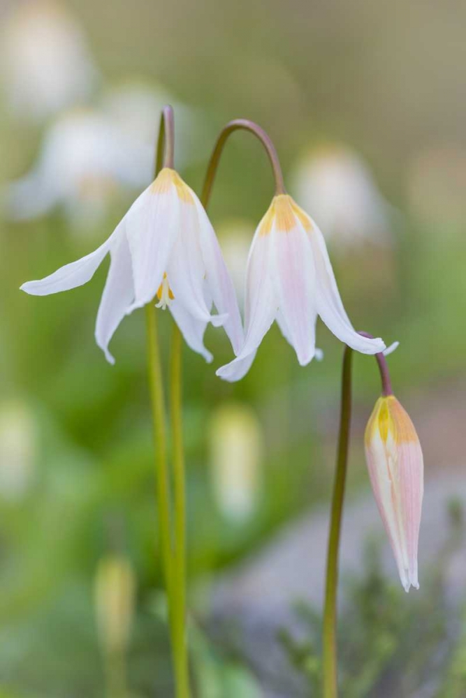 Avalanche Lily II art print by Kathy Mahan for $57.95 CAD