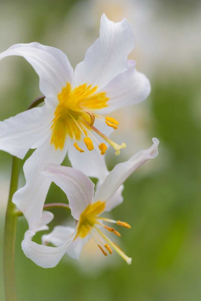 Avalanche Lily III art print by Kathy Mahan for $57.95 CAD