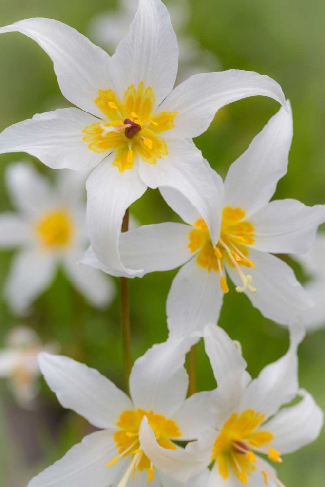 Avalanche Lily IV art print by Kathy Mahan for $57.95 CAD
