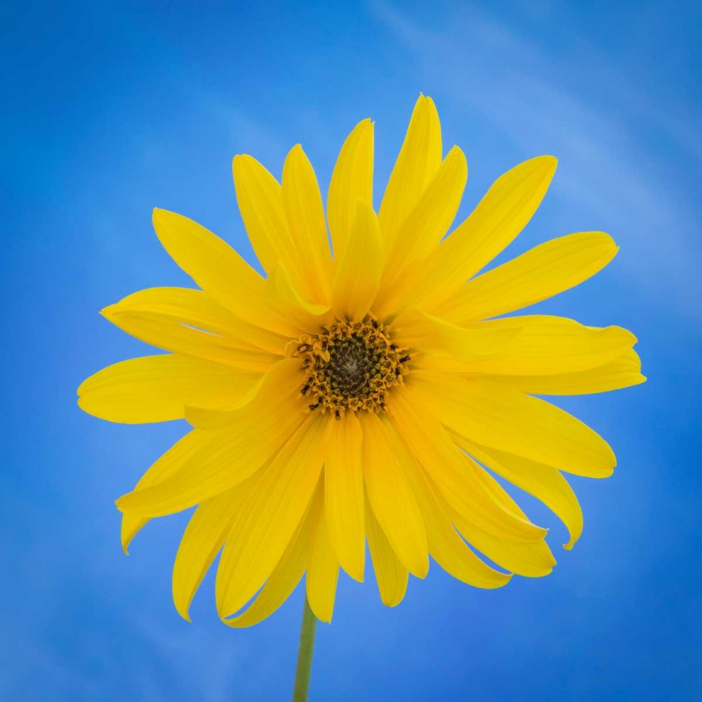 Sunflower on Blue II art print by Kathy Mahan for $63.95 CAD