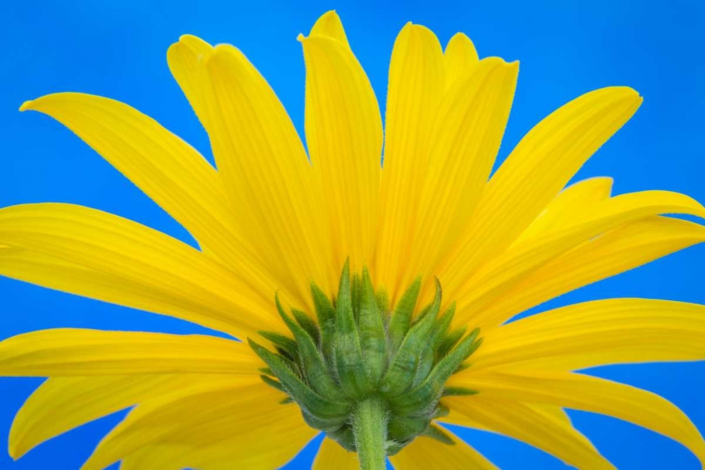 Sunflower on Blue IV art print by Kathy Mahan for $57.95 CAD