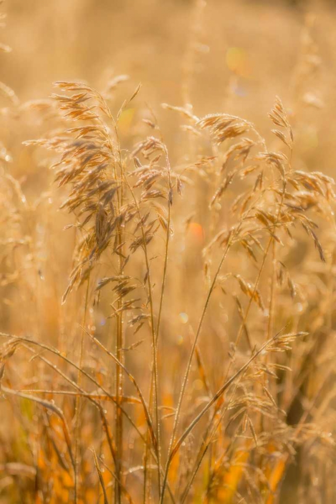 Autumn Grasses I art print by Kathy Mahan for $57.95 CAD