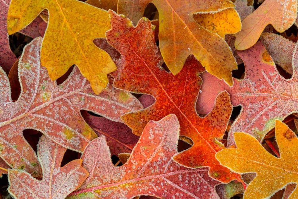 Frosty Leaves II art print by Kathy Mahan for $57.95 CAD