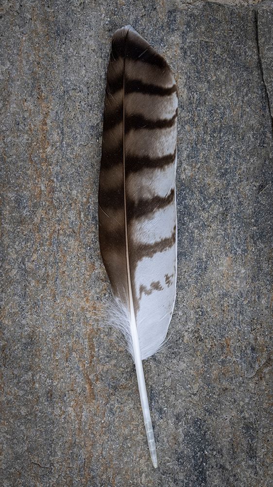 Feather Portrait I art print by Kathy Mahan for $57.95 CAD