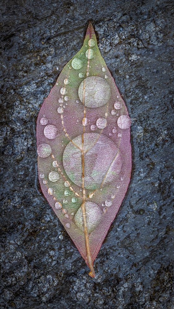 Dogwood Leaf And Rain I art print by Kathy Mahan for $57.95 CAD