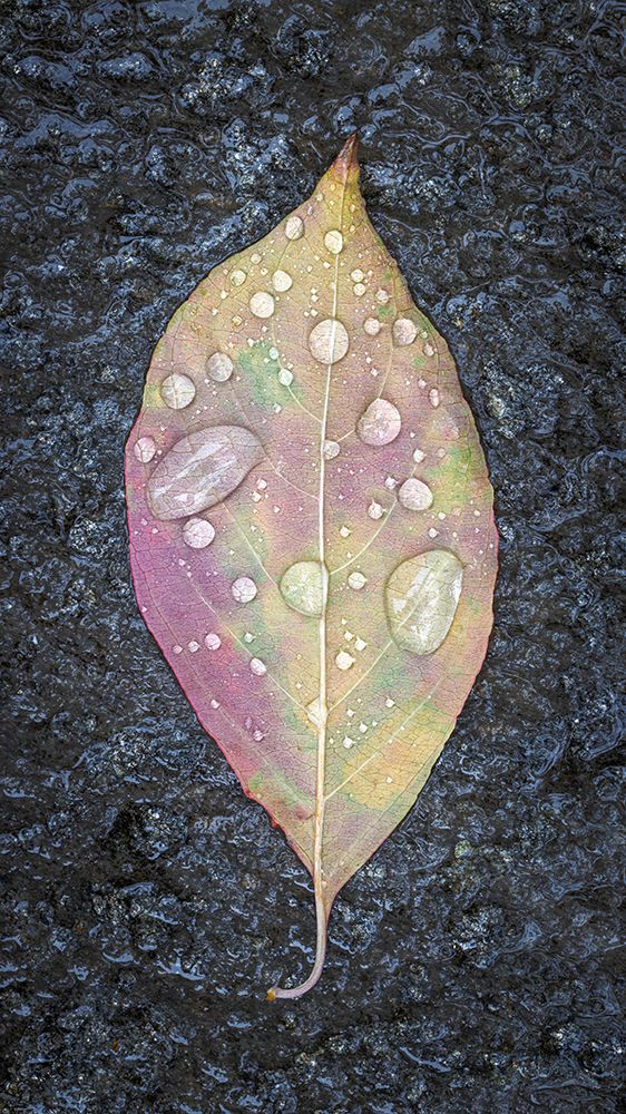 Dogwood Leaf And Rain II art print by Kathy Mahan for $57.95 CAD
