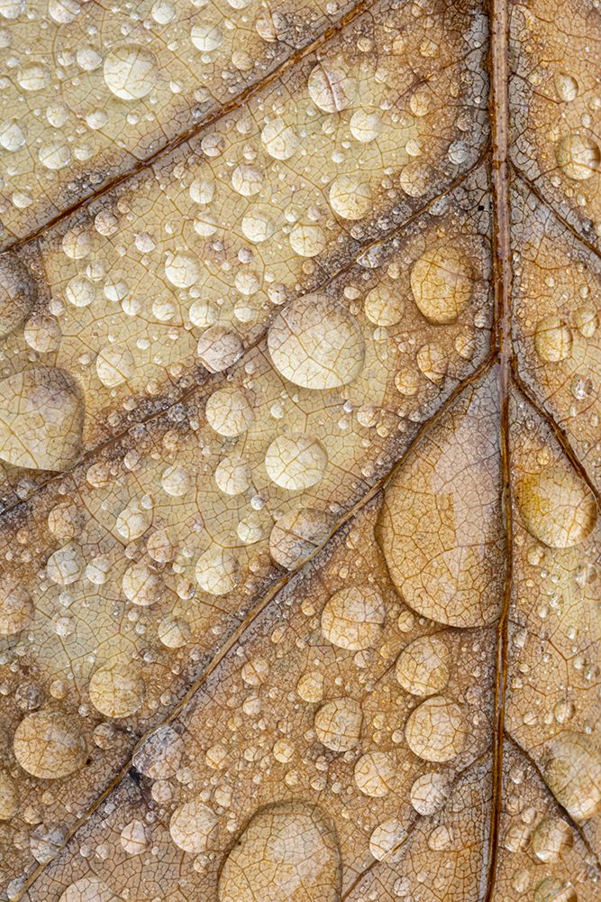 Magnoia Leaf And Rain I art print by Kathy Mahan for $57.95 CAD