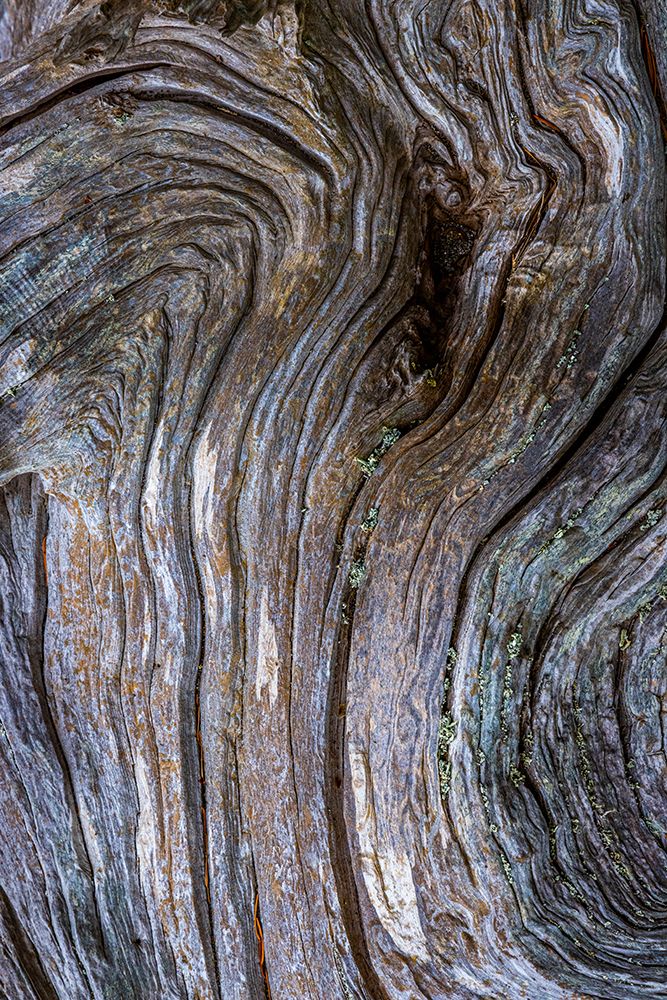 Gnarled Driftwood I art print by Kathy Mahan for $57.95 CAD