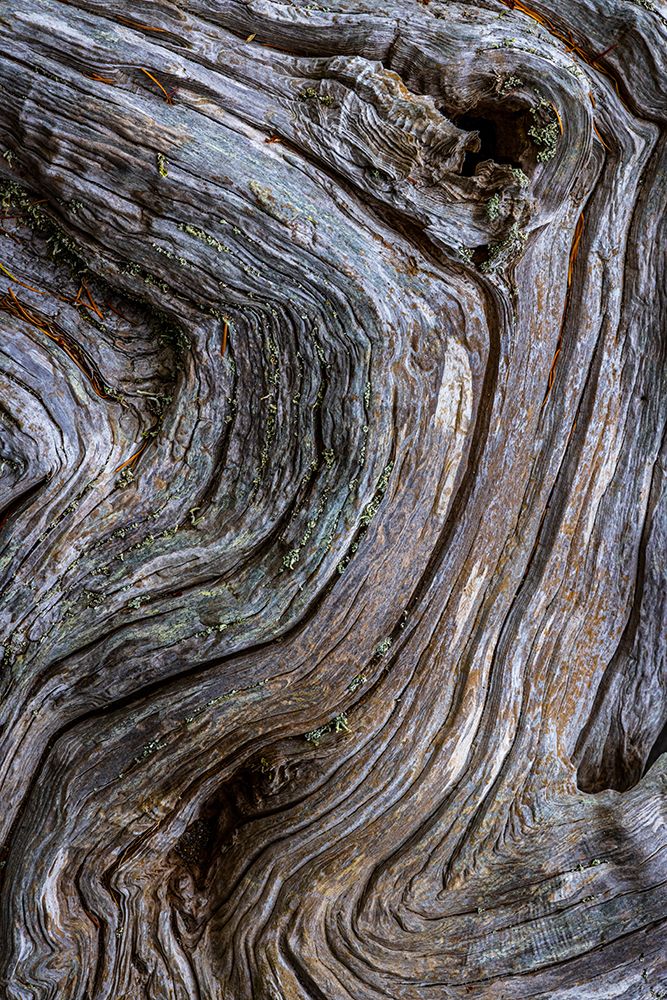 Gnarled Driftwood II art print by Kathy Mahan for $57.95 CAD