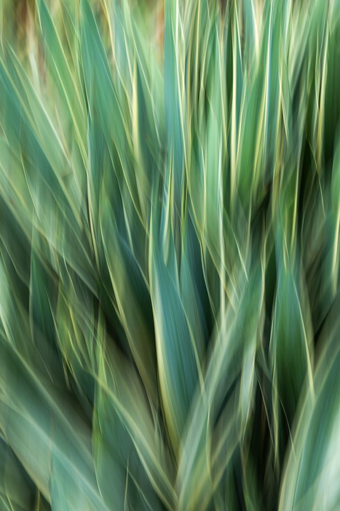 Agave Abstract art print by Kathy Mahan for $57.95 CAD