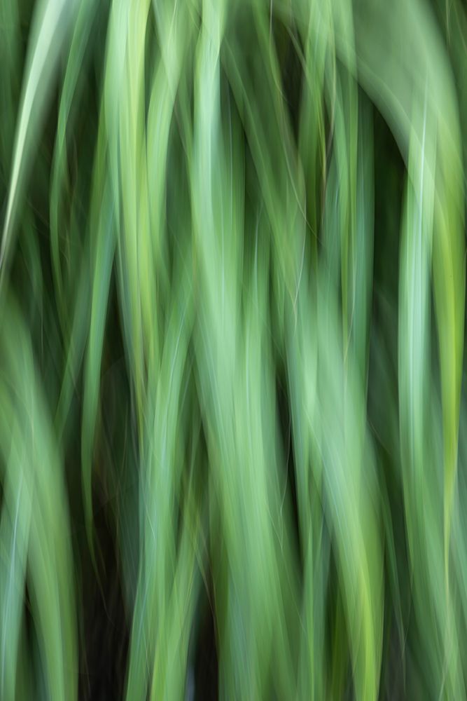 Grass Abstract art print by Kathy Mahan for $57.95 CAD