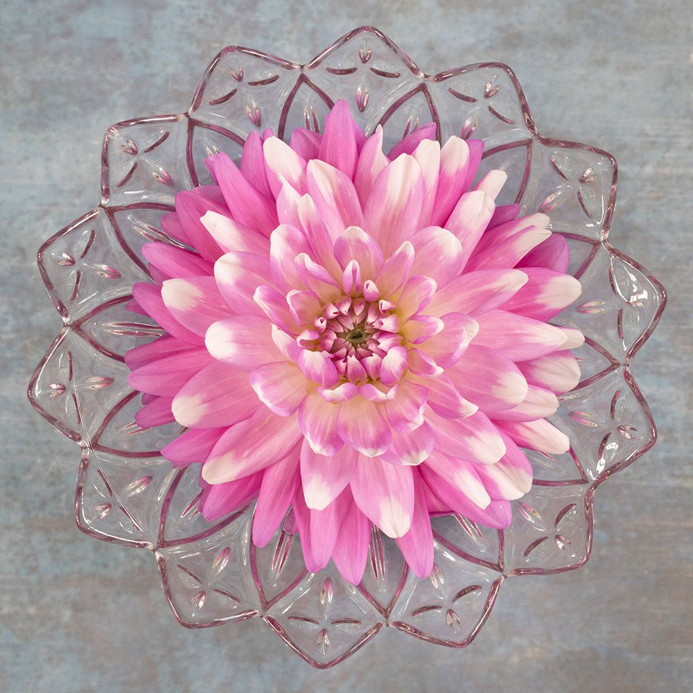 Pink Dahlia art print by Kathy Mahan for $57.95 CAD