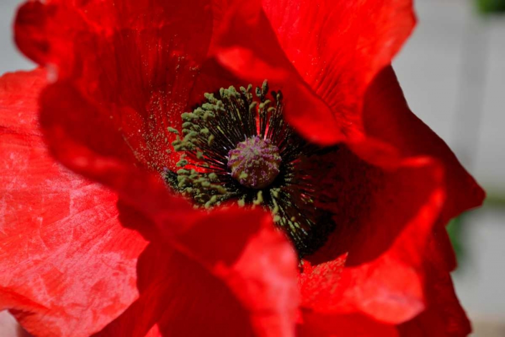 Red Poppy I art print by Brian Moore for $57.95 CAD