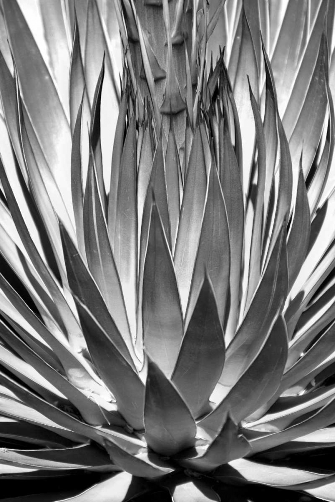 Agave Finale BW art print by Douglas Taylor for $57.95 CAD